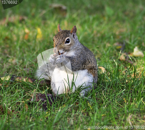 Image of grey squirrel 