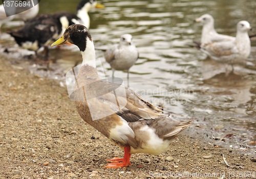 Image of wild ducks