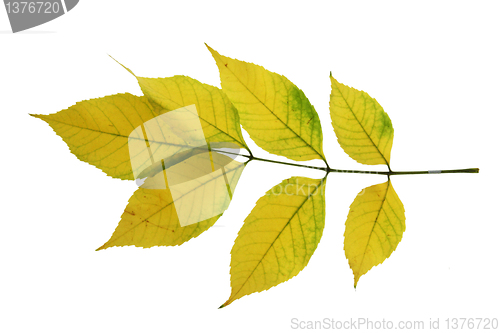 Image of maple  leaf isolated