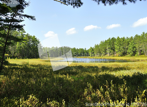 Image of small lake in the forest 