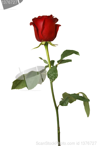 Image of red rose isolated