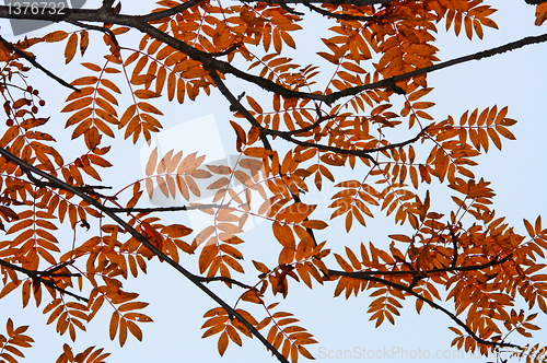 Image of  siluette branch of tree   in autumn
