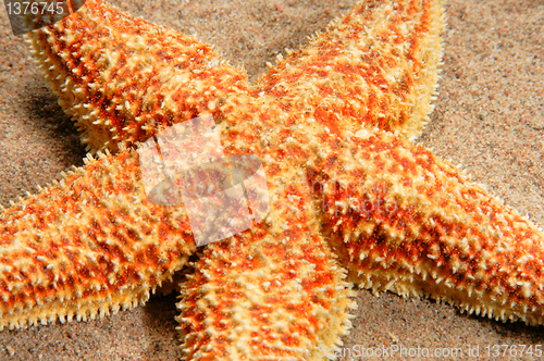 Image of   starfish  on   beach close up