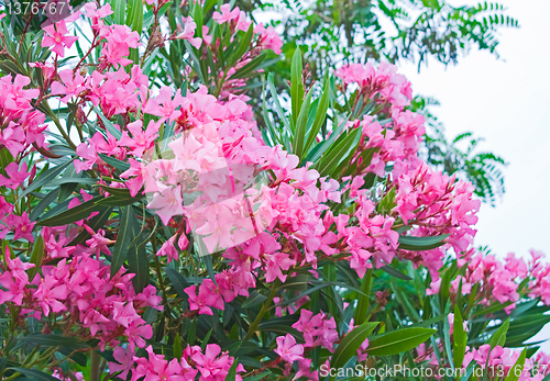 Image of red flowers bougainvillea