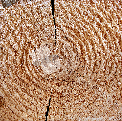 Image of Cut of a tree
