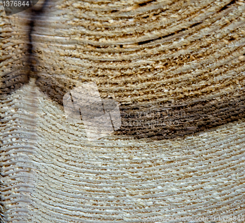 Image of Cut of a tree