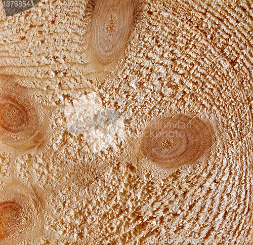 Image of Cut of a tree