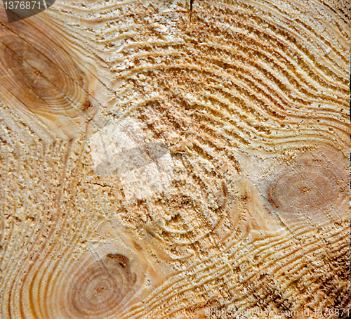 Image of Cut of a tree