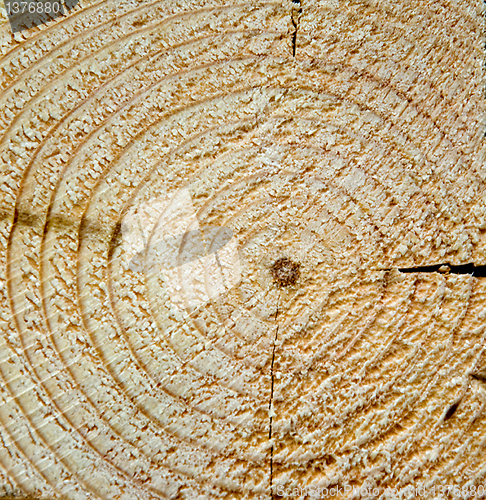 Image of Cut of a tree