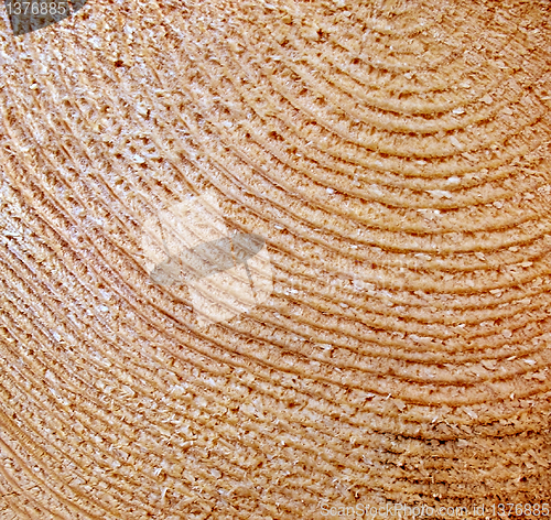 Image of Cut of a tree