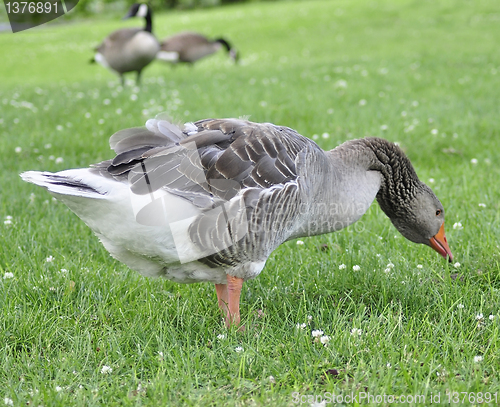 Image of wild goose