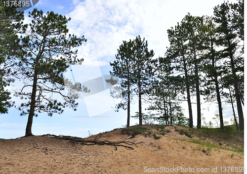 Image of Pine trees on dunes 