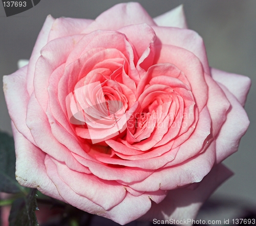 Image of Rose