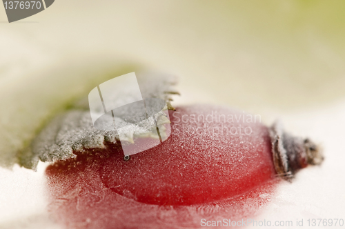 Image of Frozen rose hips