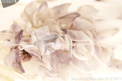 Image of Frozen flowers. blossoms in the ice cube