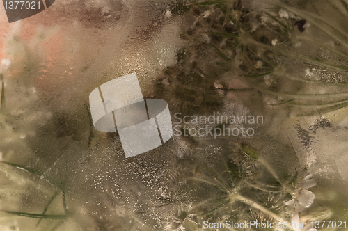 Image of Frozen flowers. blossoms in the ice cube