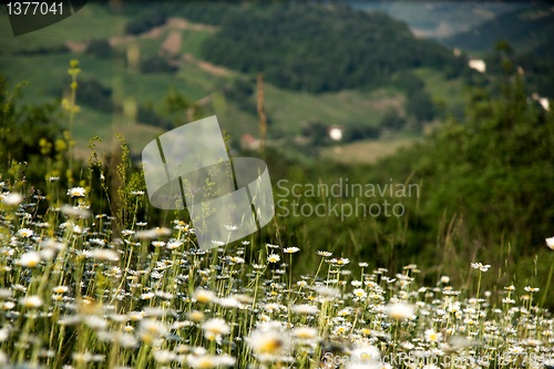 Image of Rural views of Tuscany, Italy