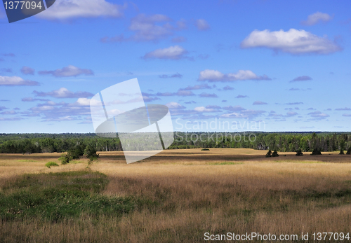Image of summer landscape
