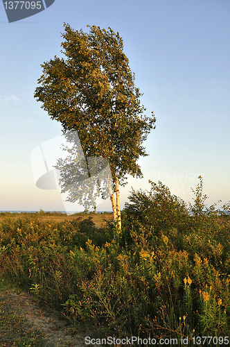 Image of birch tree 