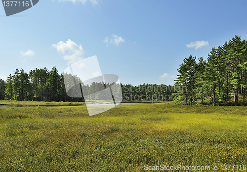 Image of summer landscape
