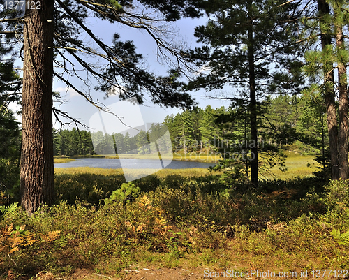 Image of small lake in the forest 