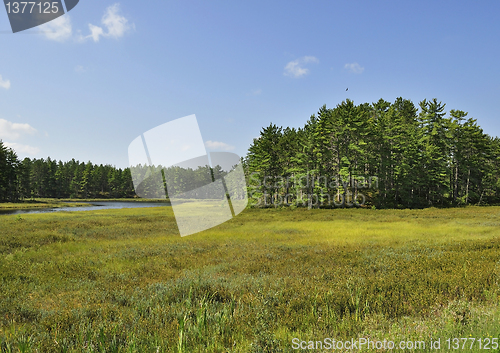 Image of summer landscape