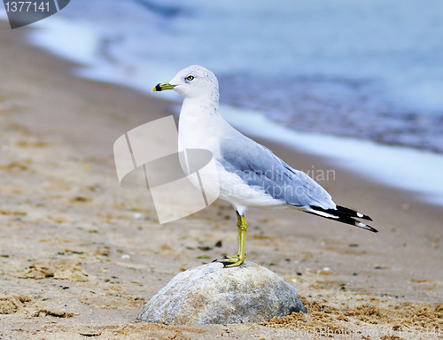 Image of seagull