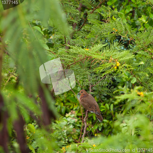 Image of Mourning Dove