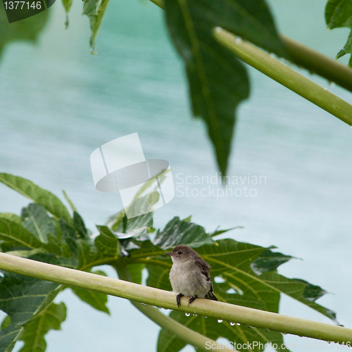 Image of Caribbean Elaenia