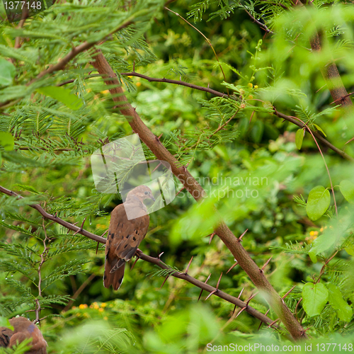 Image of Mourning Dove