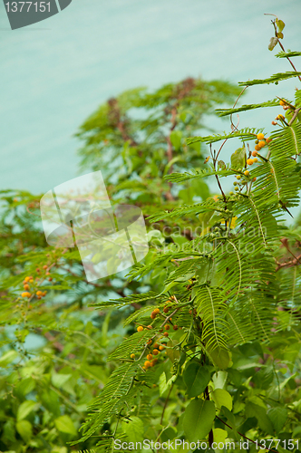 Image of Evergreen shrub