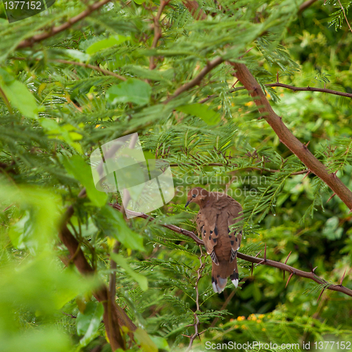 Image of Mourning Dove