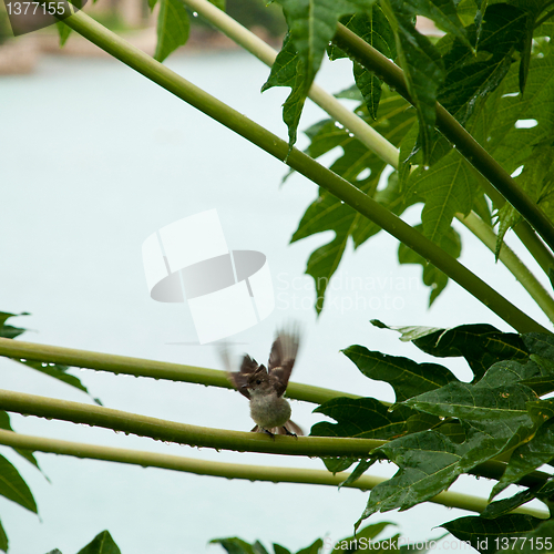 Image of Caribbean Elaenia