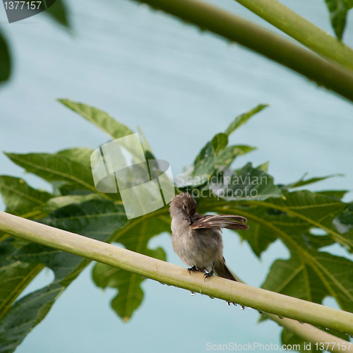 Image of Caribbean Elaenia