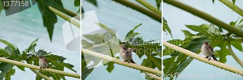 Image of Caribbean Elaenia