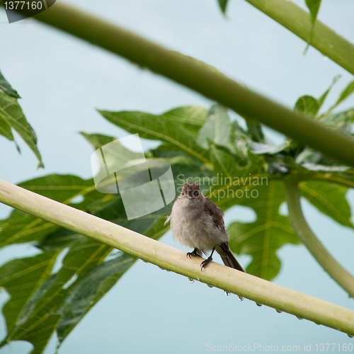 Image of Caribbean Elaenia