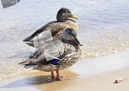 Image of wild ducks by the lake 