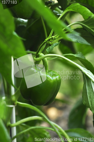 Image of Green bell peppers