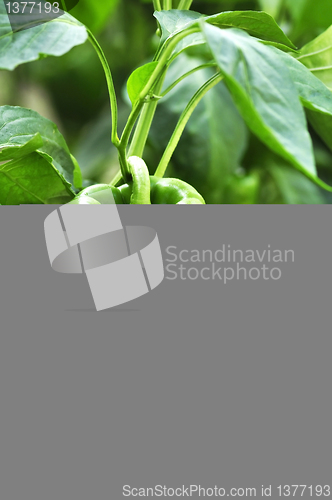Image of Green bell peppers