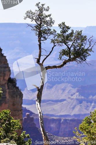 Image of lonely tree 