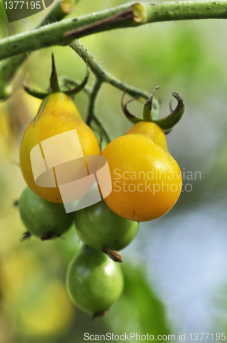 Image of yellow tomatoes