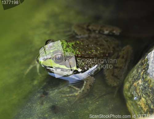 Image of frog