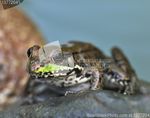 Image of frog