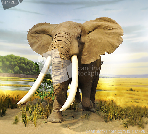 Image of  African Elephant