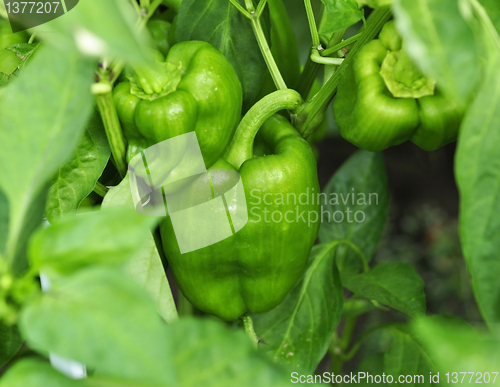 Image of Green bell peppers