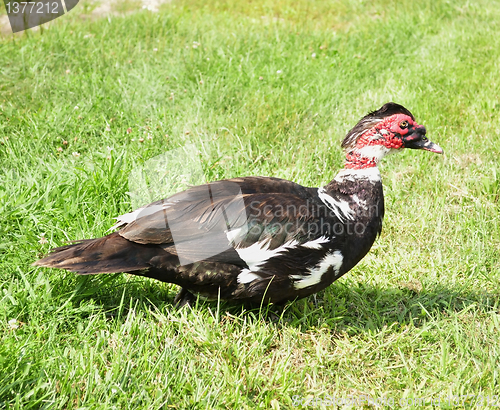 Image of  muscovy duck 