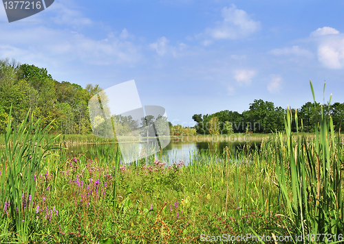 Image of summer landscape