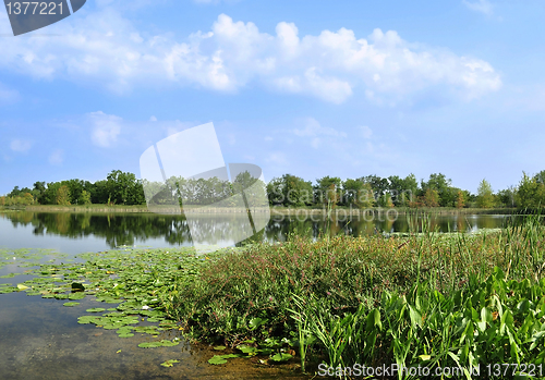 Image of summer landscape