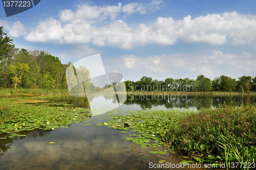 Image of summer landscape