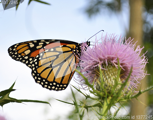 Image of Monarch Butterfly